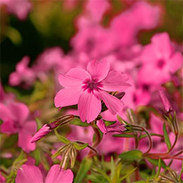 Phlox nain rouge, Phlox mousse rouge